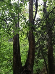 Dendrocopos major