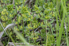 Cruciata glabra krylovii