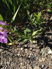 Penstemon platyphyllus