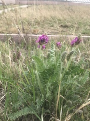Oxytropis strobilacea