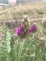Oxytropis strobilacea