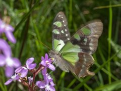 Graphium macleayanus macleayanus