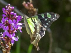 Graphium macleayanus macleayanus