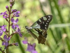 Graphium macleayanus macleayanus