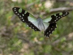 Graphium macleayanus macleayanus