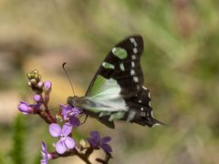 Graphium macleayanus macleayanus