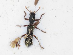 Tarsostenodes simulator