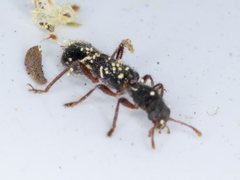Tarsostenodes simulator