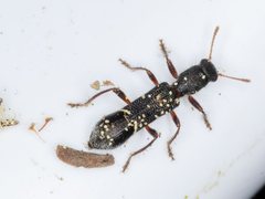 Tarsostenodes simulator