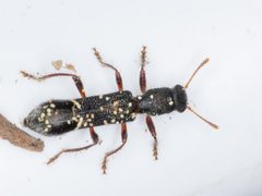 Tarsostenodes simulator