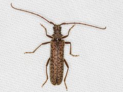 Phlyctaenodes pustulata