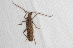 Phlyctaenodes pustulata