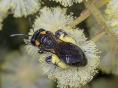 Leioproctus irroratus