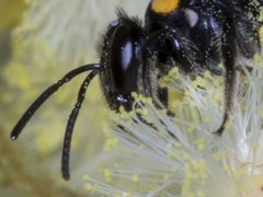 Leioproctus irroratus