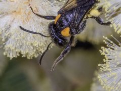 Leioproctus irroratus
