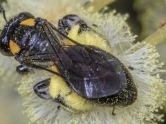 Leioproctus irroratus