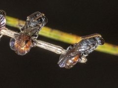 Hylaeus proximus