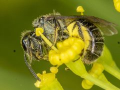 Lasioglossum sphecodoides