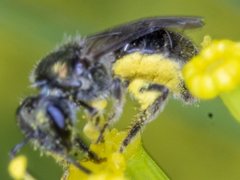 Lasioglossum sphecodoides