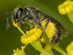 Lasioglossum sphecodoides
