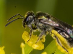 Lasioglossum sphecodoides