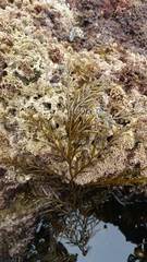 Stephanocystis