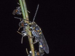 Lasioglossum peraustrale