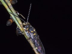 Lasioglossum peraustrale