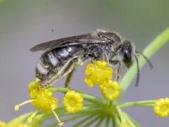 Lasioglossum calophyllae