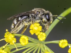 Lasioglossum calophyllae