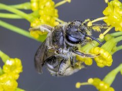 Lasioglossum calophyllae