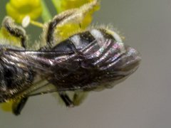 Lasioglossum calophyllae