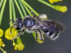 Lasioglossum calophyllae