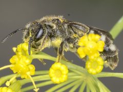 Lasioglossum calophyllae