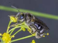 Lasioglossum calophyllae