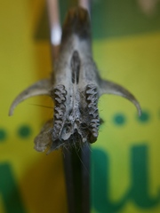 Microtus subterraneus