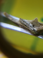 Microtus subterraneus