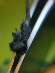 Microtus subterraneus