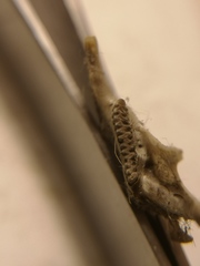 Microtus subterraneus