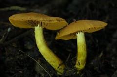 Cortinarius chrysma