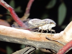 Burbunga hillieri