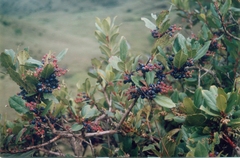 Gaultheria fragrantissima, photograph (c) P Jeganathan, some rights reserved (CC BY)