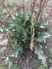 Rumex patientia