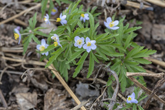 Anemonoides caerulea