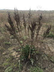 Rumex patientia
