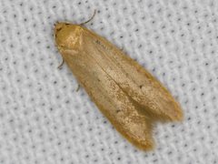 Platoloncha psamathina