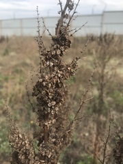 Rumex patientia