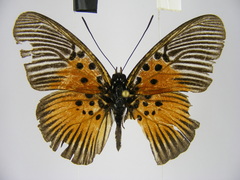 Pseudacraea rubrobasalis