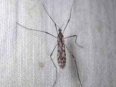 Ischnothrix