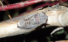 Burbunga hillieri